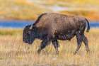 Bison along Fairy Creek in Yellowstone National Park. Art Print